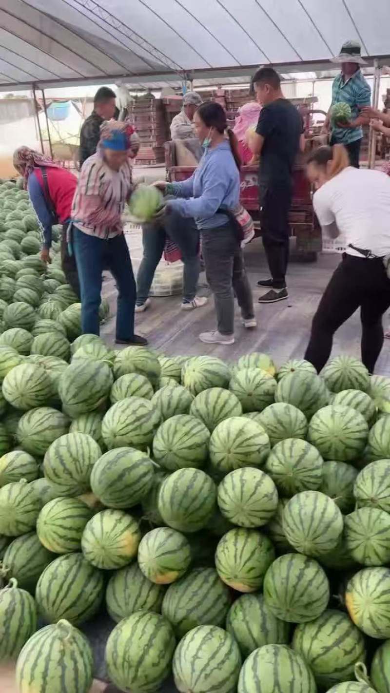 热卖夏邑麒麟西瓜对接市场商超团购供应链一条龙服务诚信合作
