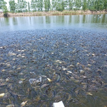 鲤鱼