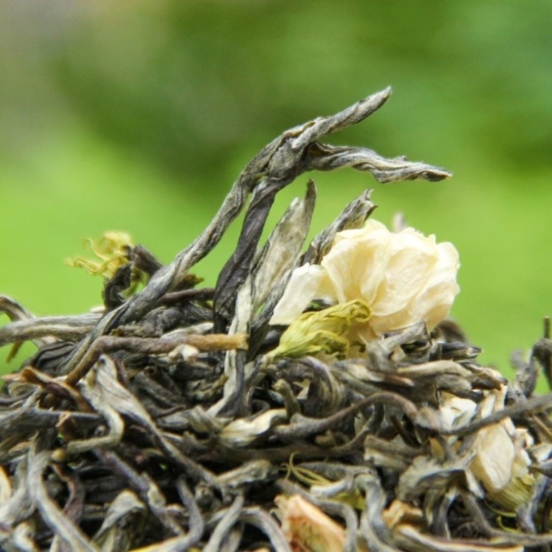 茉莉花茶小白芽