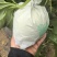 玉菇甜瓜。