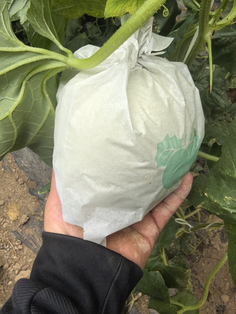 玉菇甜瓜。