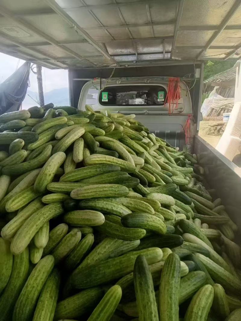 燕白黄瓜产地直发品质保证量大从优一手货源欢迎联系