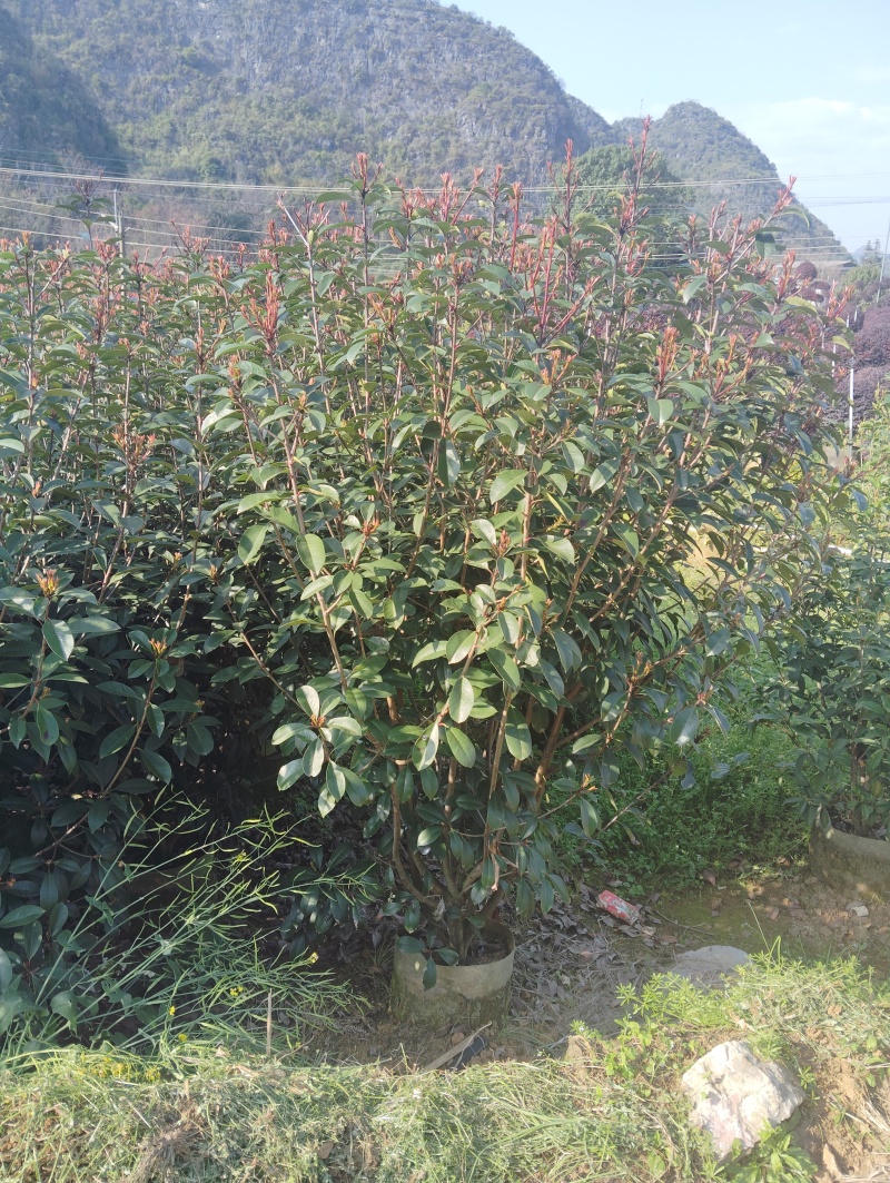 红叶石楠