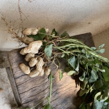 徐闻白米花生