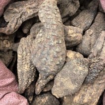 肉苁肉大芸硬大芸个选装个规格齐全品质保证价格实