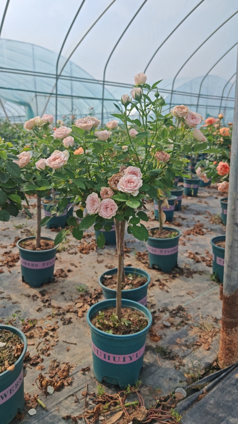 棒棒糖欧月月季，花型饱满浓香四溢，全国发货诚信经营