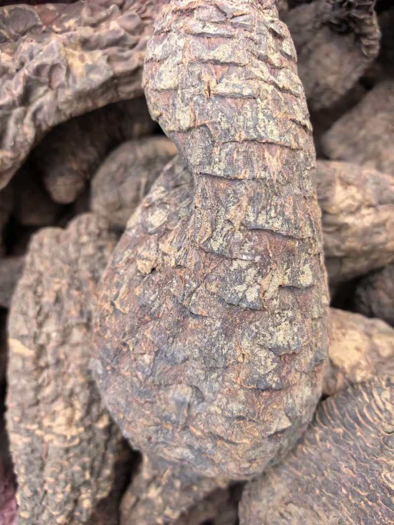 肉苁肉大芸硬大芸个选装个规格齐全品质保证价格实