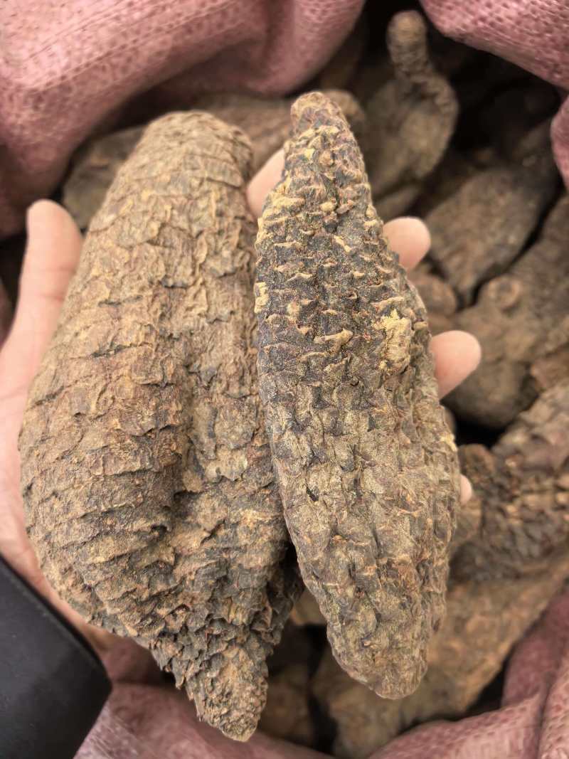 肉苁肉大芸硬大芸个选装个规格齐全品质保证价格实