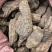 肉苁肉大芸硬大芸个选装个规格齐全品质保证价格实