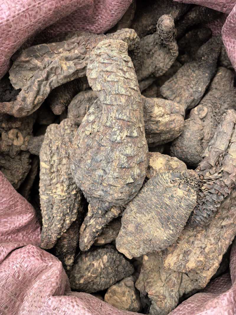 肉苁肉大芸硬大芸个选装个规格齐全品质保证价格实