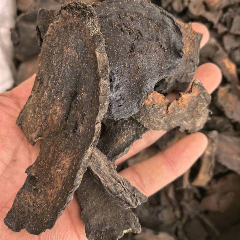 肉苁蓉大芸片硬大片通货规格齐全品质保证价格实惠