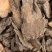 肉苁蓉大芸片硬大片通货规格齐全品质保证价格实惠
