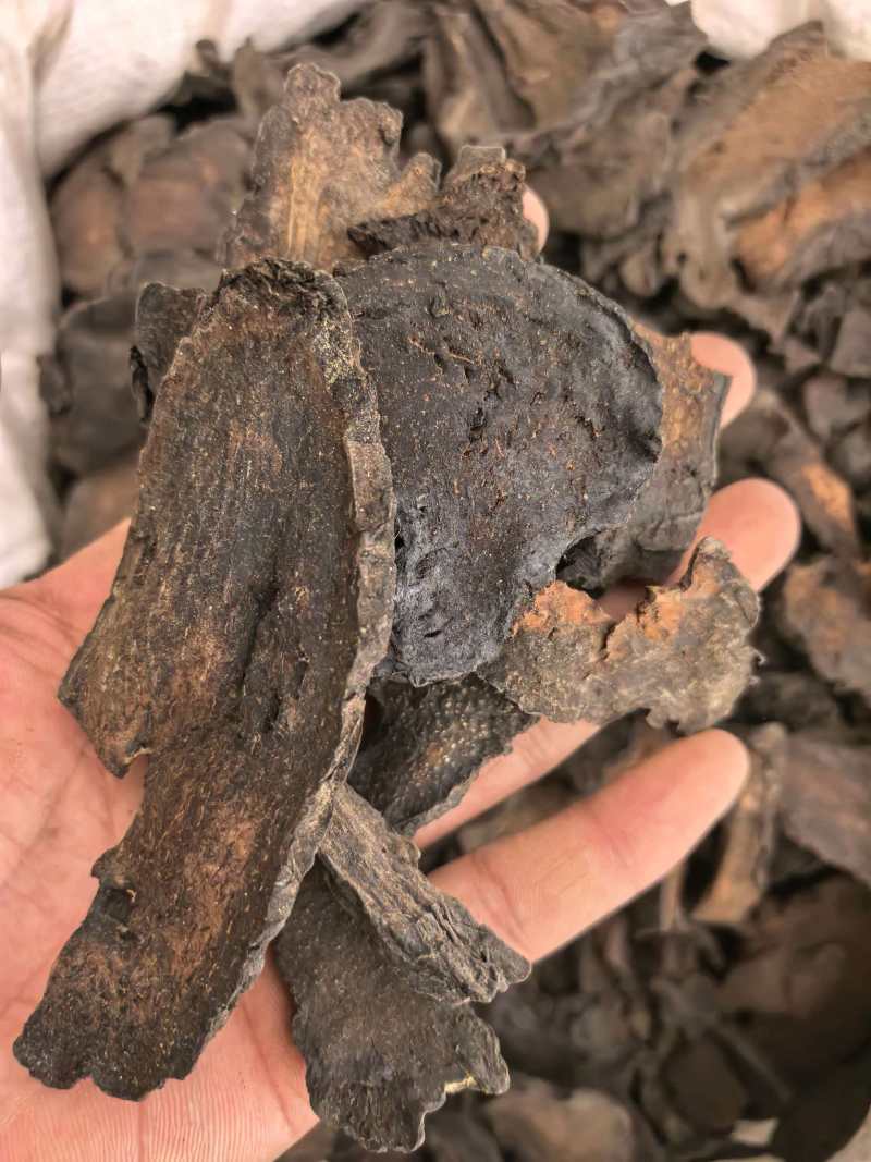 肉苁蓉大芸片硬大片通货规格齐全品质保证价格实惠