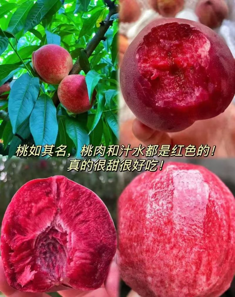 【诚信经营】水蜜桃，血桃支持视频看货，可发往全国市场
