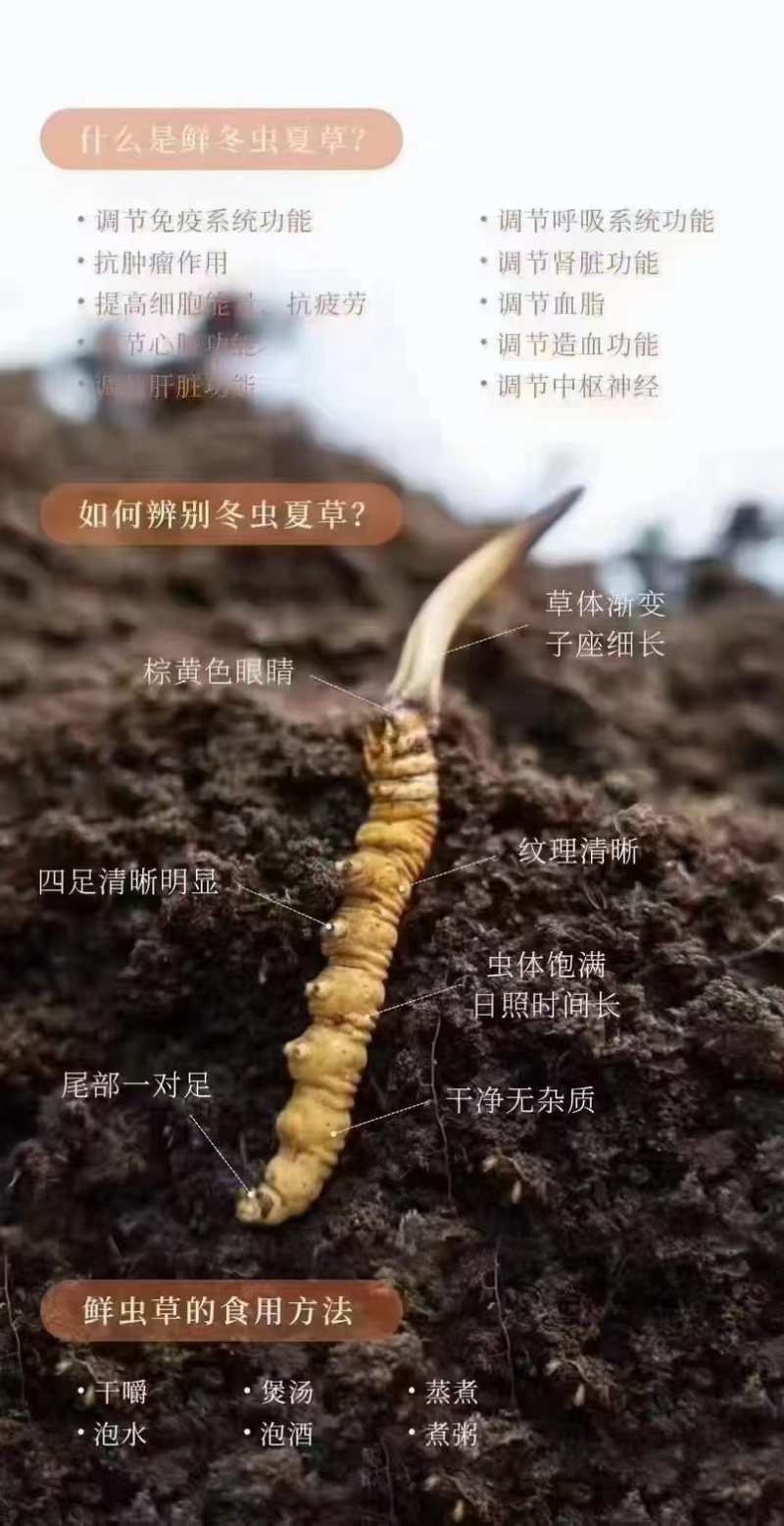 2026新鲜冬虫夏草那曲头茬野生高海拔虫草正品滋补品