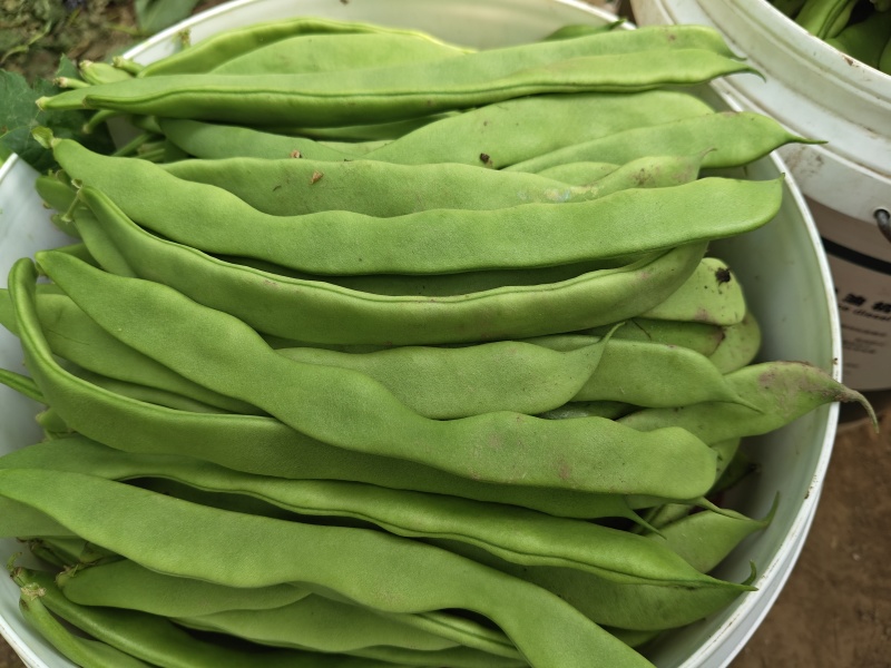 山东省商河大扁芸豆大量有货