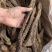 肉苁蓉软肉苁蓉软大芸个选装个品质保证价格实惠
