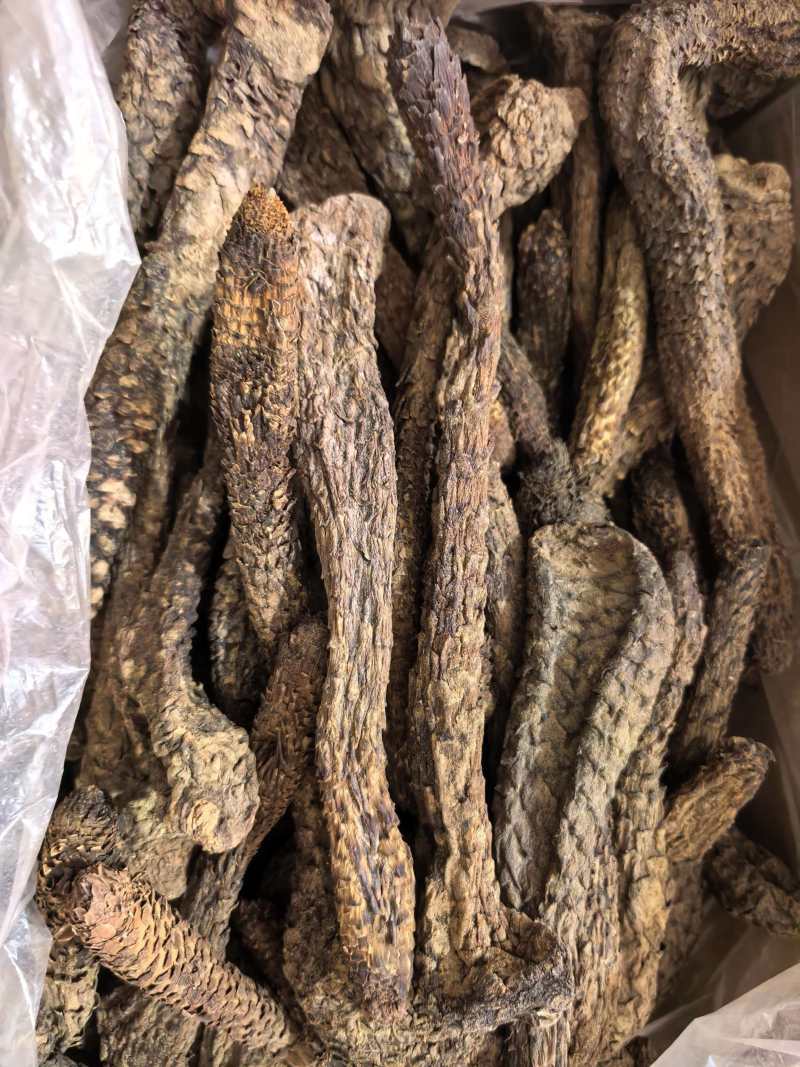 肉苁蓉软肉苁蓉软大芸个选装个品质保证价格实惠