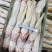 山东威海石岛陆冻尾鱼（牛尾鱼）