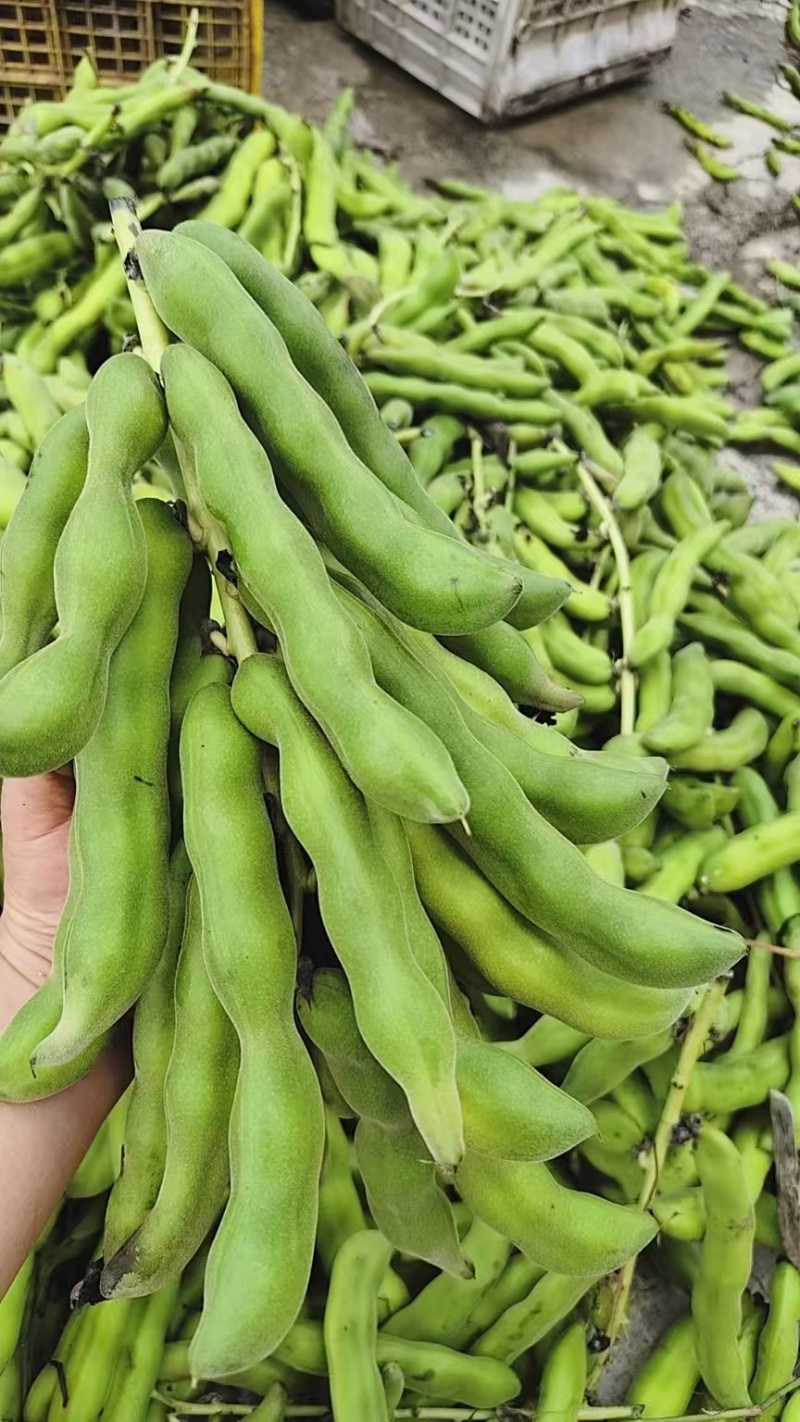 狗爪豆猫豆鲜豆，基地直供（量大从优）保质保量，可视频看货