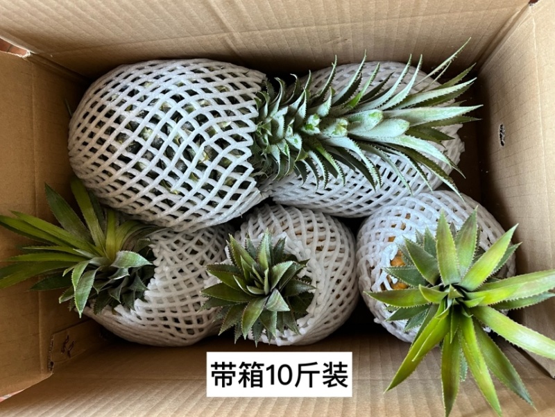 凤梨、香水菠萝支持全国一件代发、品质控制、货源稳定