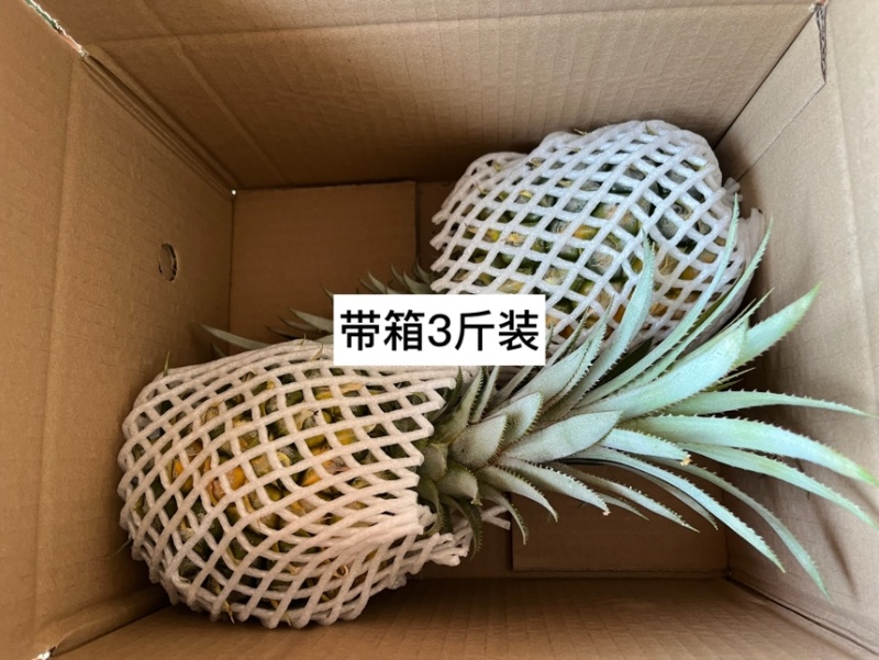 凤梨、香水菠萝支持全国一件代发、品质控制、货源稳定