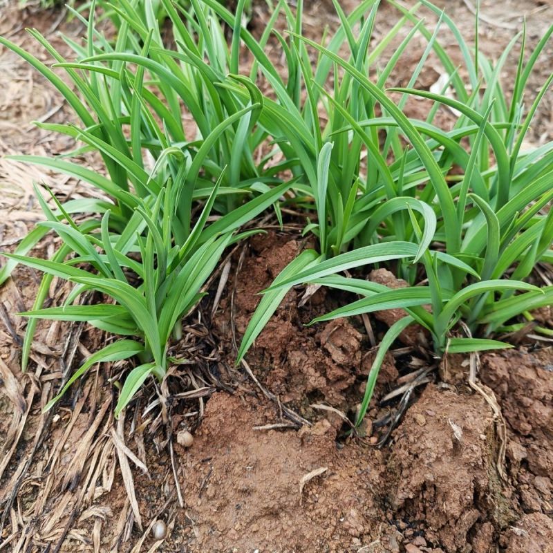 黄花菜种苗根苗可食用特产粗高产四季种植易活祁东县发货