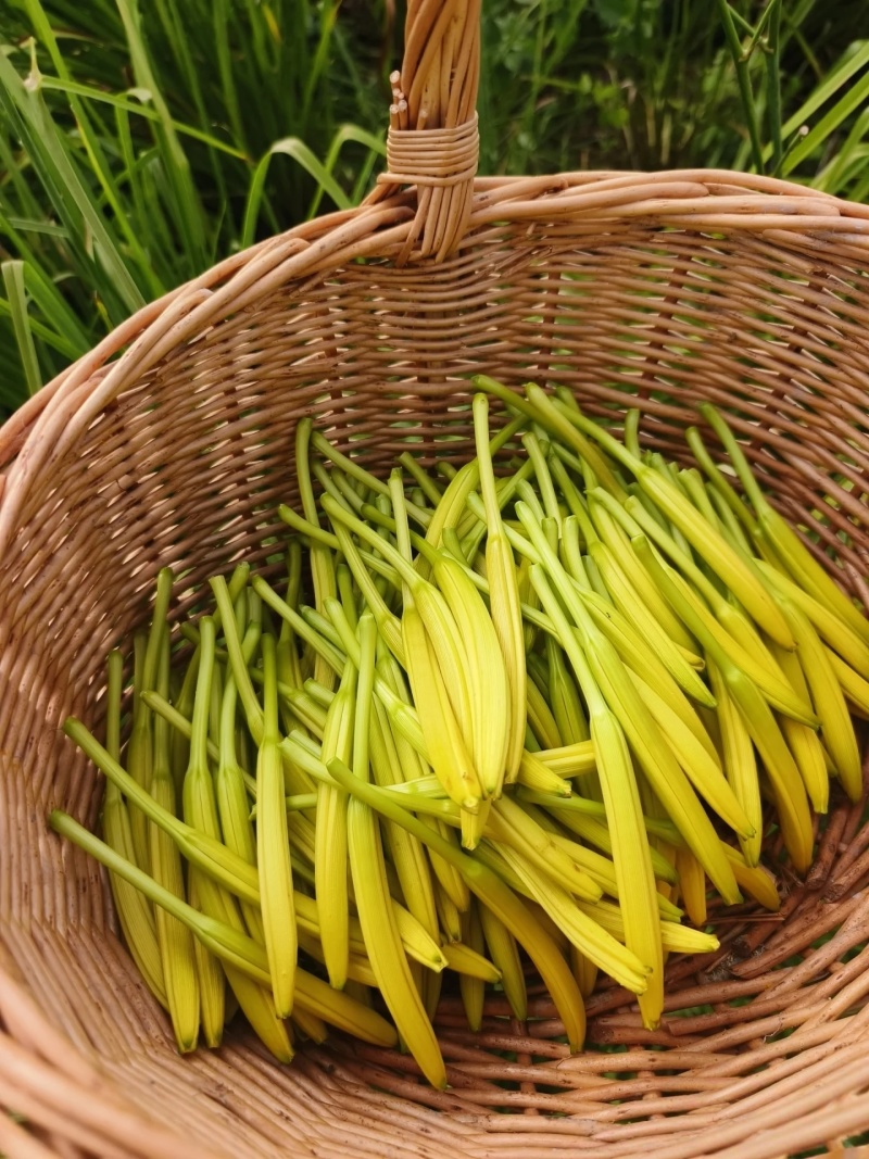 黄花菜种苗根苗可食用特产粗高产四季种植易活祁东县发货