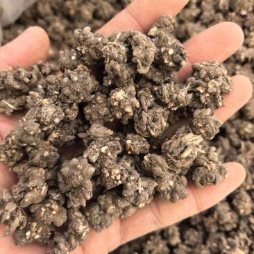 猫爪草水洗两遍规格齐全品质保证价格实惠