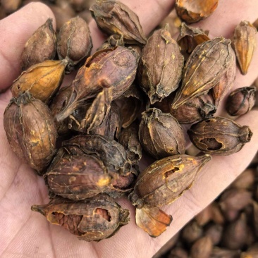 栀子炒栀子规格齐全品质保证价格实惠现货现发