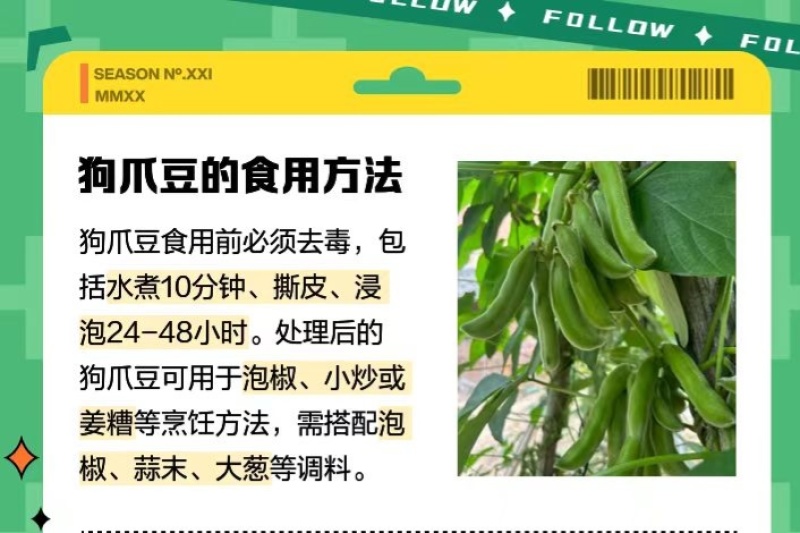 狗爪豆猫豆鲜豆，基地直供（量大从优）保质保量，可视频看货