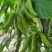 狗爪豆猫豆鲜豆，基地直供（量大从优）保质保量，可视频看货