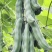 狗爪豆猫豆鲜豆，基地直供（量大从优）保质保量，可视频看货