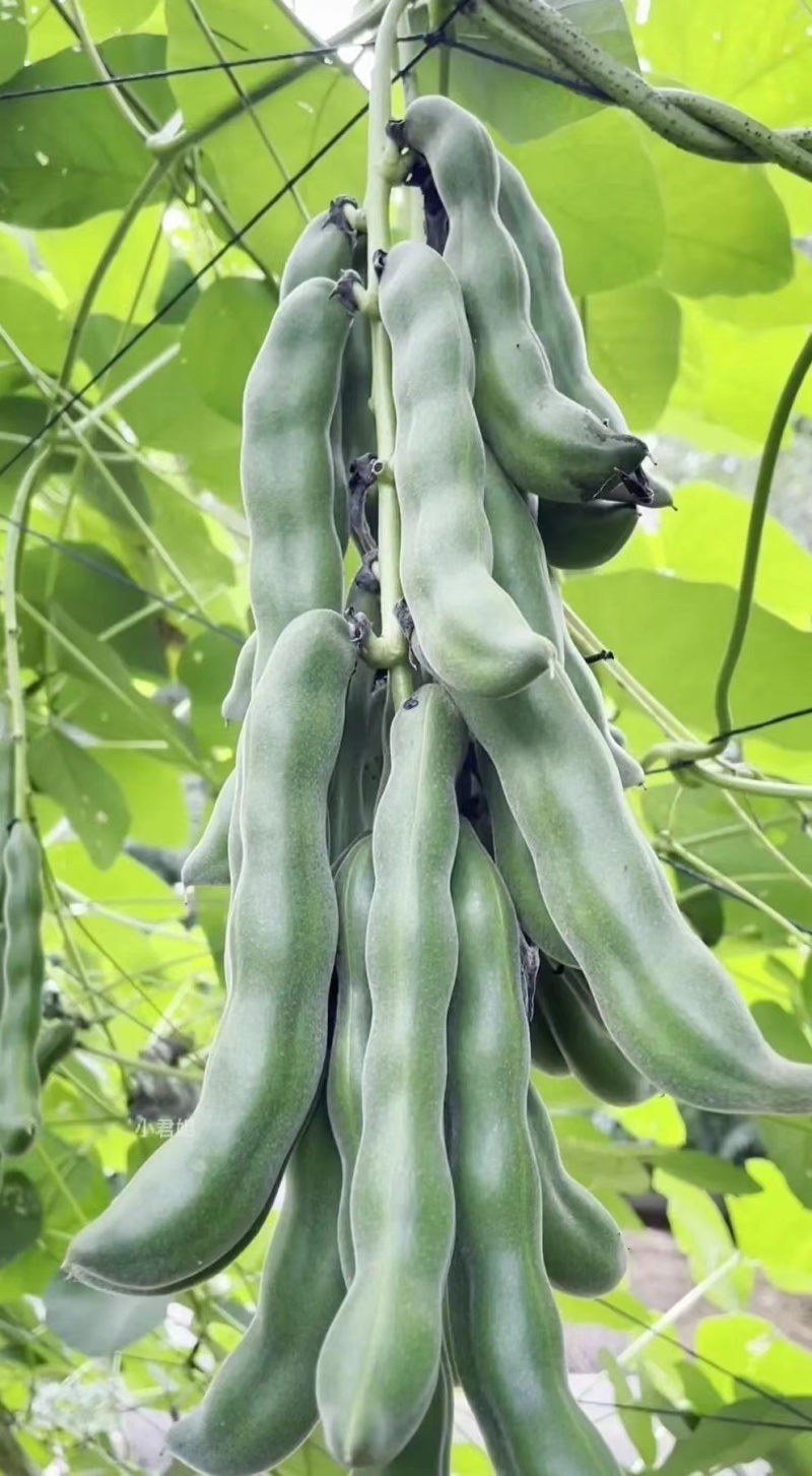 狗爪豆猫豆鲜豆，基地直供（量大从优）保质保量，可视频看货