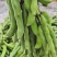 狗爪豆猫豆鲜豆，基地直供（量大从优）保质保量，可视频看货