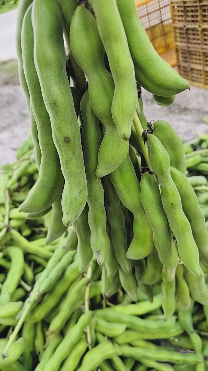狗爪豆猫豆鲜豆，基地直供（量大从优）保质保量，可视频看货