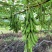 狗爪豆猫豆鲜豆，基地直供（量大从优）保质保量，可视频看货