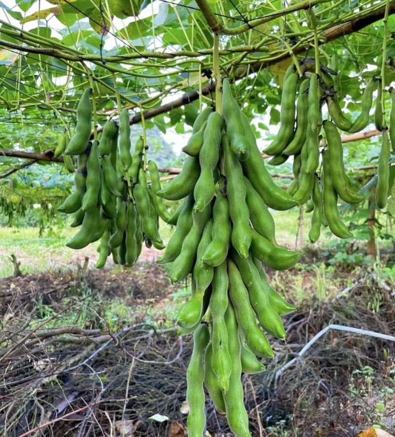 狗爪豆猫豆鲜豆，基地直供（量大从优）保质保量，可视频看货