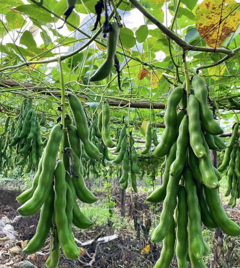 狗爪豆猫豆鲜豆，基地直供（量大从优）保质保量，可视频看货