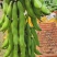 狗爪豆猫豆鲜豆，基地直供（量大从优）保质保量，可视频看货