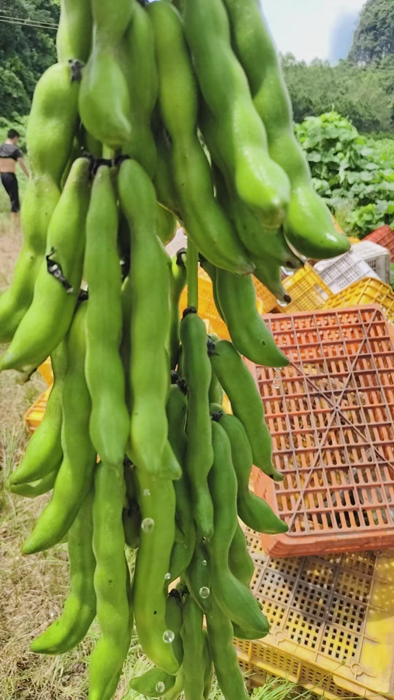 狗爪豆猫豆鲜豆，基地直供（量大从优）保质保量，可视频看货