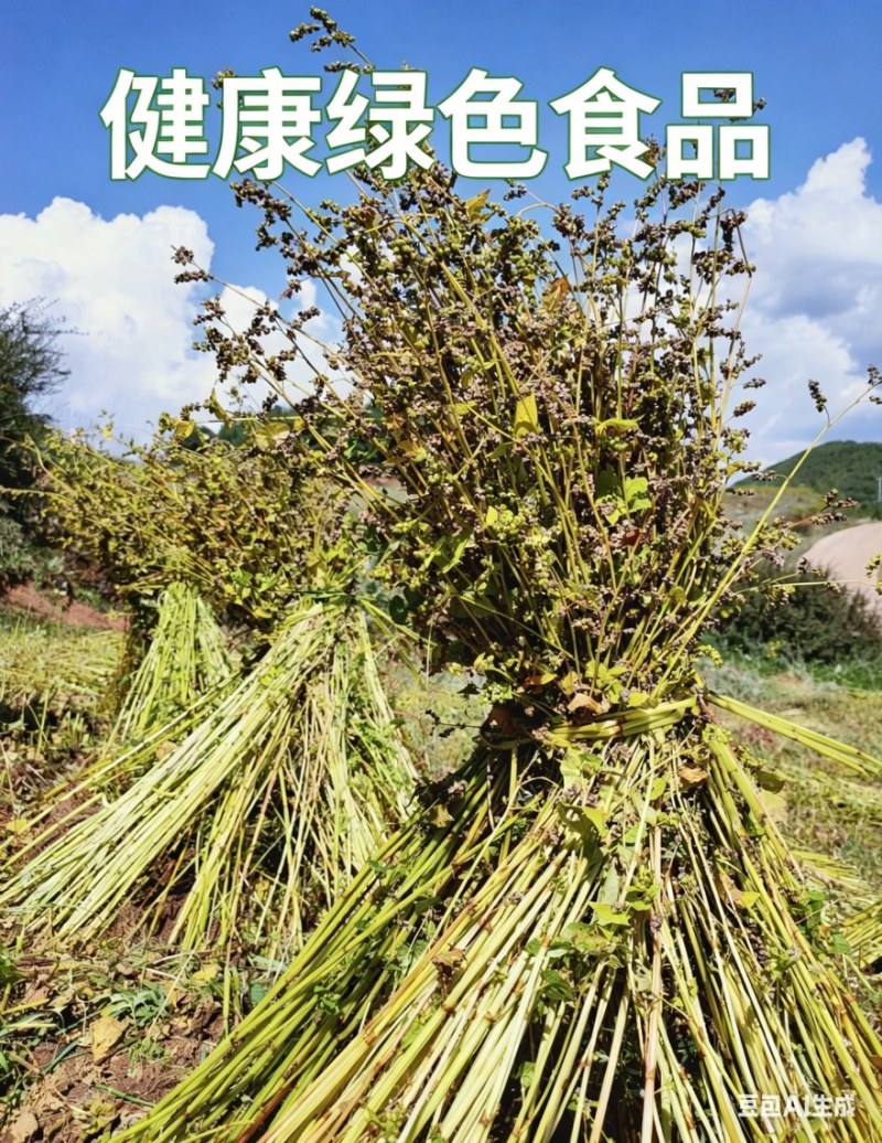 四川凉山农村苦荞货源充足质量有保证欢迎选购
