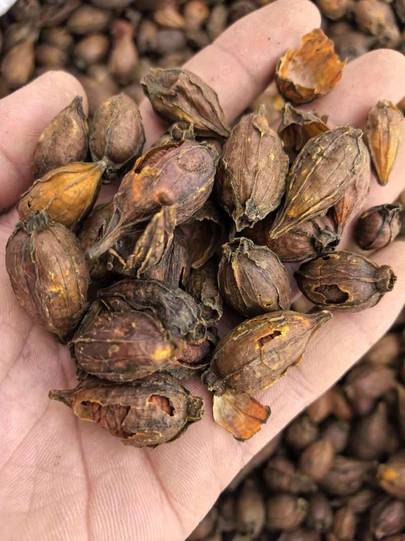 栀子炒栀子规格齐全品质保证价格实惠现货现发