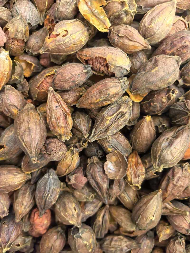 栀子炒栀子规格齐全品质保证价格实惠现货现发
