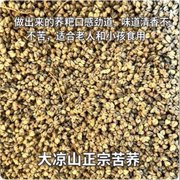 四川凉山正宗苦荞麦价格美丽质量好走货全国欢迎询价热卖