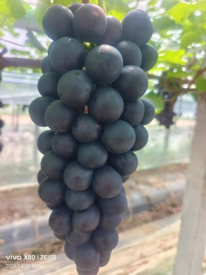 《夏黑葡萄》浙江基地直发对接商超团购电商一条龙服务