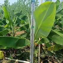 2604苗场供应香蕉树芭蕉树苗袋苗1-2米高