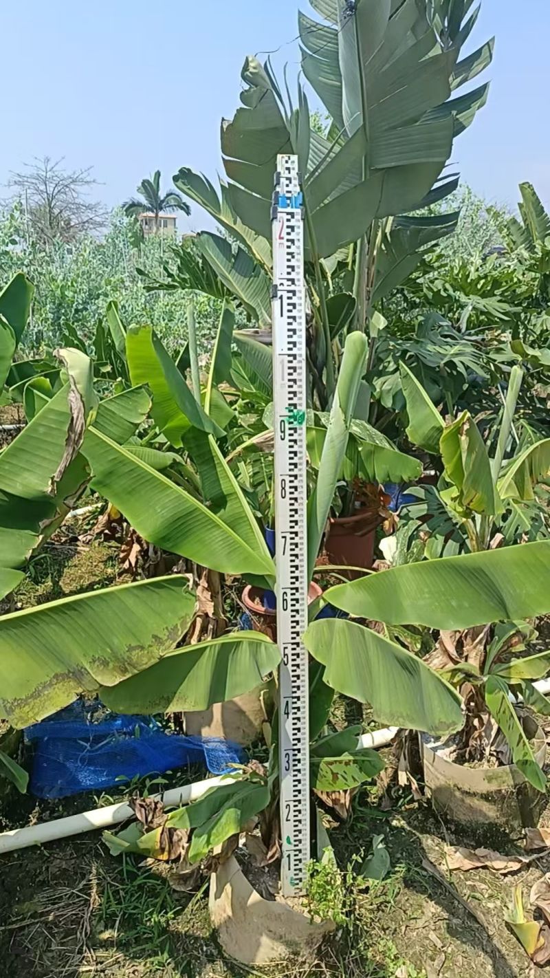 2604苗场供应香蕉树芭蕉树苗袋苗1-2米高