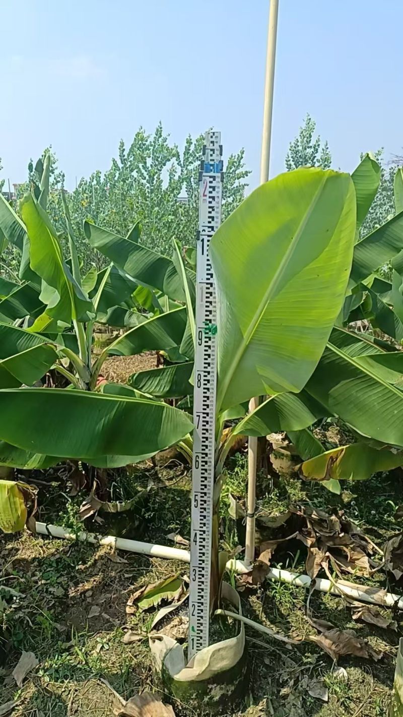 2604苗场供应香蕉树芭蕉树苗袋苗1-2米高