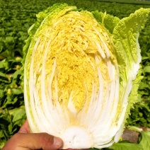 黄心大白菜产地直发全国发货质量保证，市场商超泡菜厂大量供